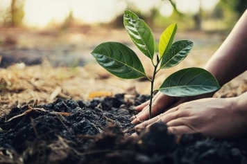 The Importance of Tree Planting and Maintenance in Landscape Design main image